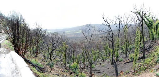 A few thoughts after the catastrophe – George Kostakos