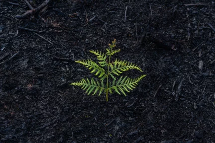 Amidst the smoke and flames, an urgent call for a sustainable and resilient recovery – Cheryl Novak