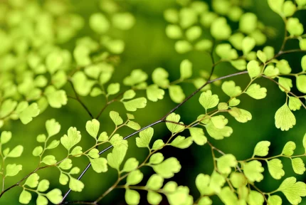 What is happening with the European Green Deal?